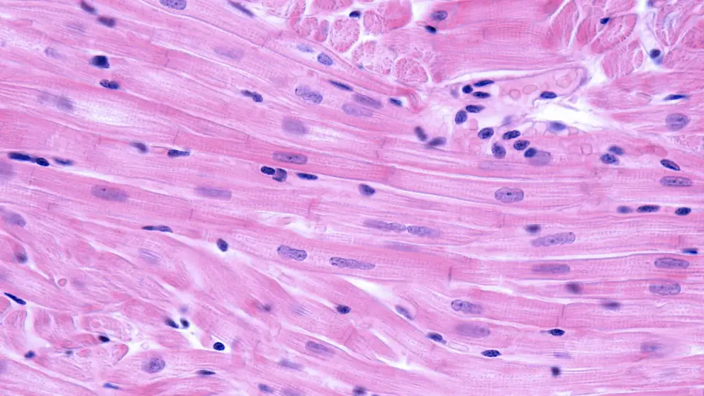 Myocardium Cardiac muscle fibers banner image