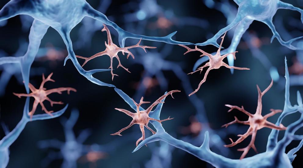 Microglia in the brain