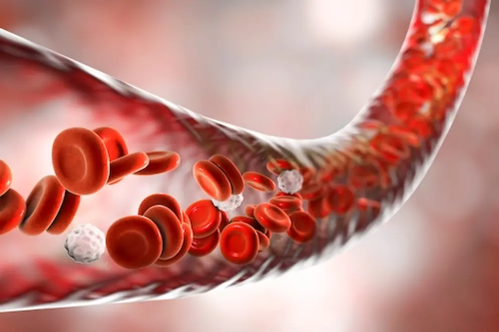Digital image of a blood vessel flowing with erythrocytes and leukocytes.