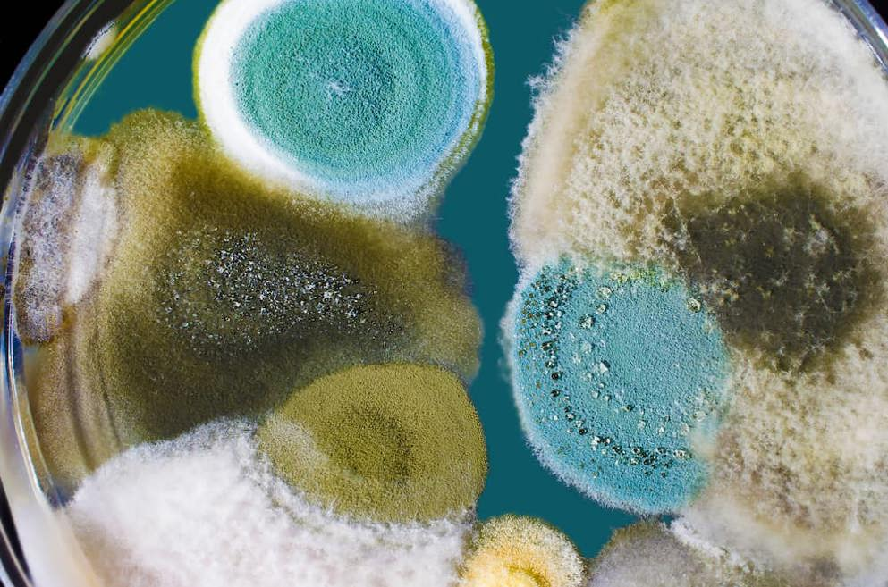 Funghi in a petri dish