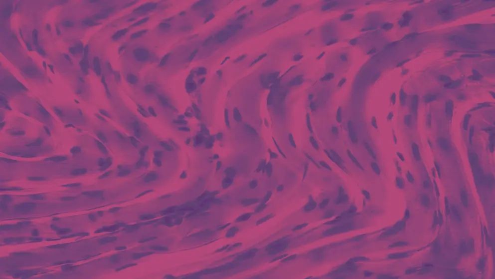 skeletal muscle, cell image, pink and purple