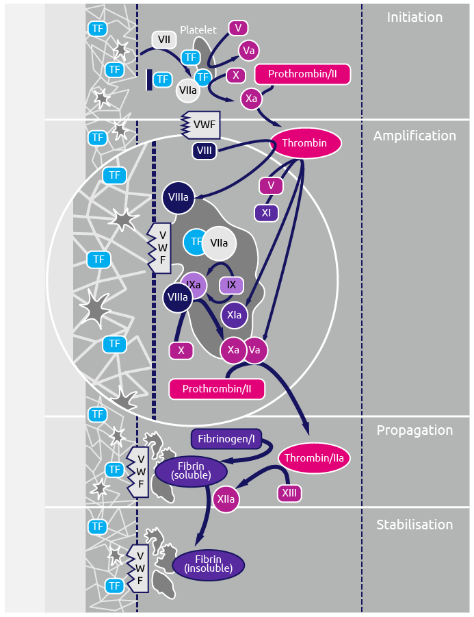 Fibrinogen Deficiency