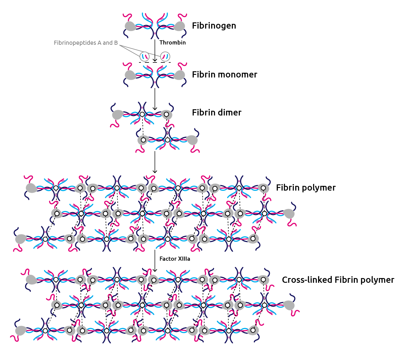 Количество фибрина после пореза. Фибриноген структура. Фибрин и фибриноген. Фибрин структура. Состав фибриногена аминокислотный фибриногена.