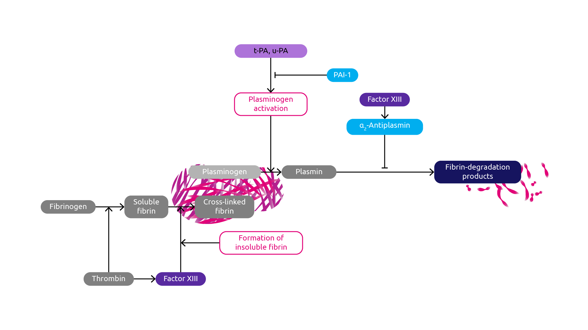 Fibrinogen Deficiency