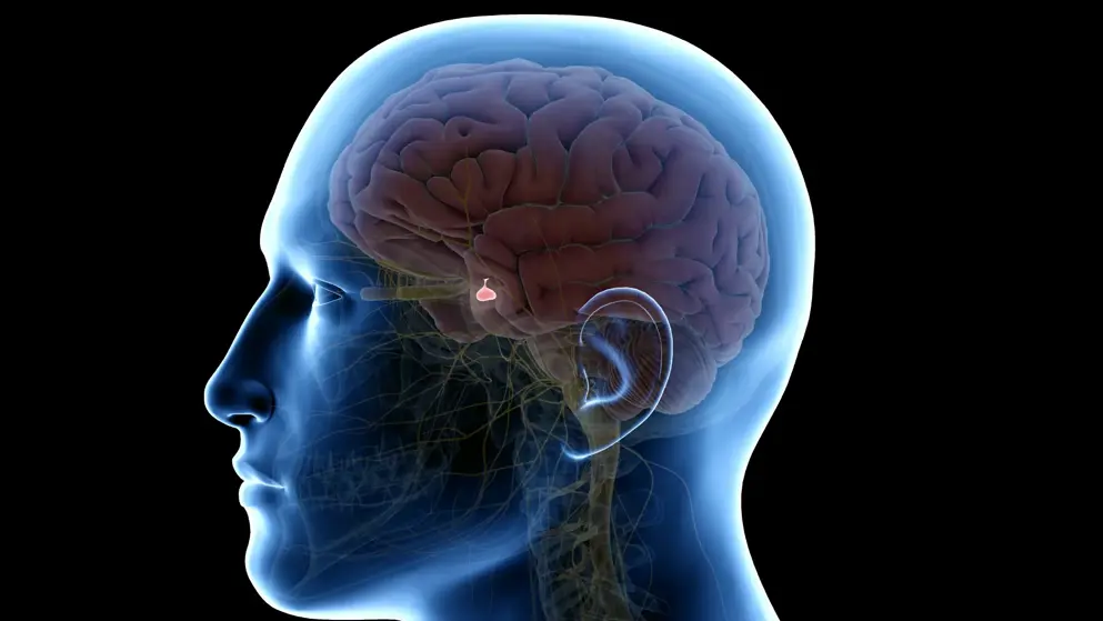3D model of the head