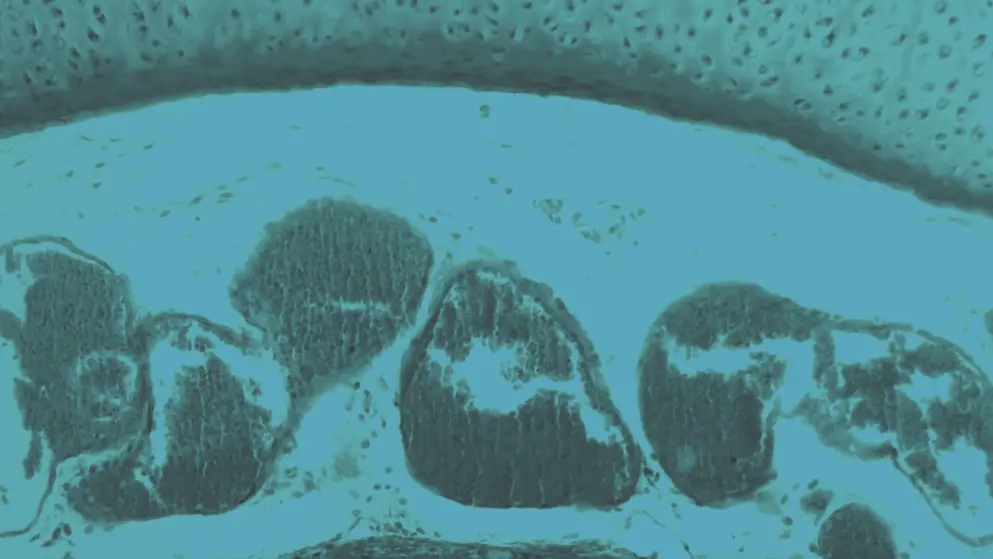 Trachea Cells under the Microscope, cell image, blue overlay