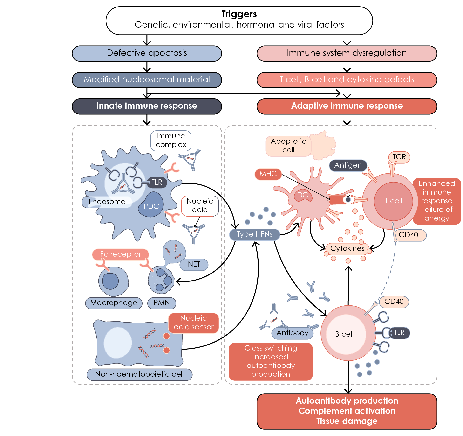 Pathogenesis of SLE