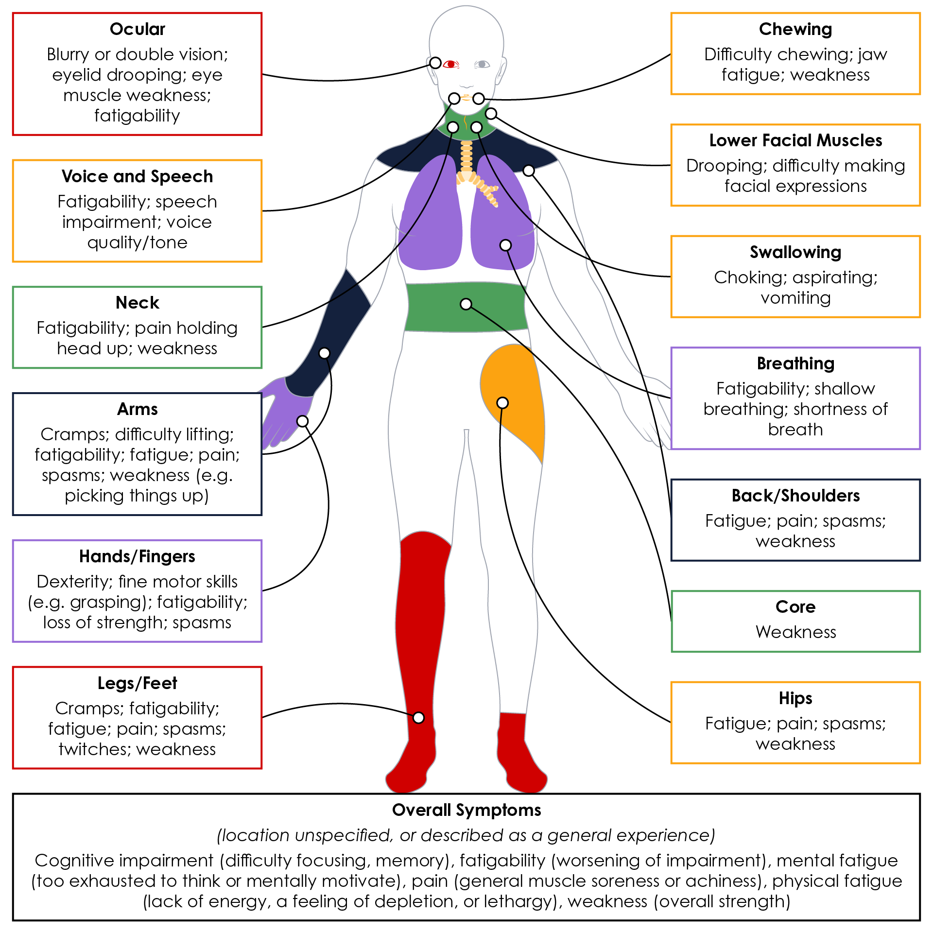 Body areas affected by MG