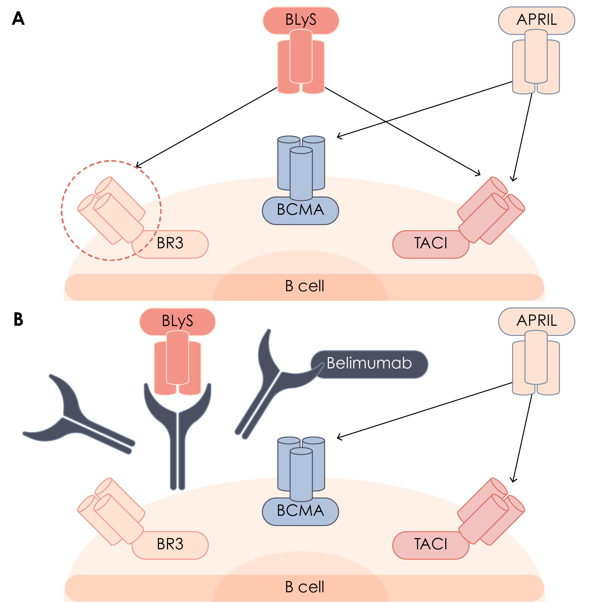 Belimumab mechanism of action. BLyS is able to bind three receptors expressed on B cells, T cells and plasma cells (A), belimumab blocks the interaction between BLyS and its receptors, but not the interaction between APRIL and BCMA or TACI (B). APRIL, a proliferation inducing ligand; BCMA, B cell maturation antigen; BLyS, B lymphocyte stimulator; BR3, BLyS receptor 3; TACI, transmembrane activator and calcium modulator and cytophilin ligand interactor