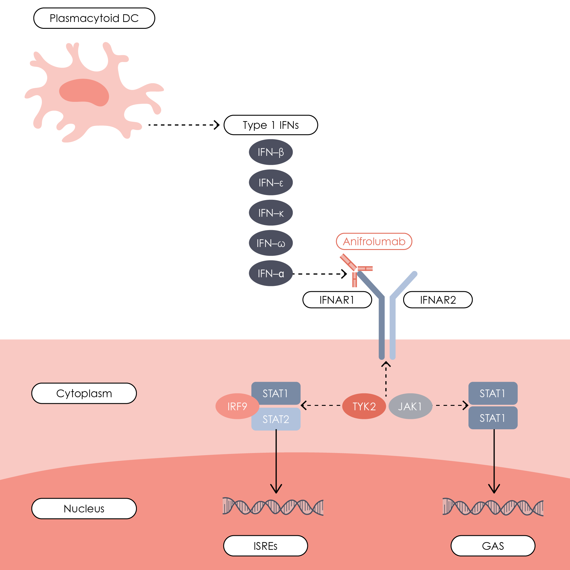 Anifrolumab mechanism of action